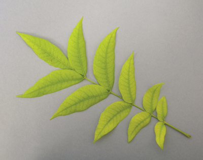   Figure 5. Pecan leaf with severe interveinal chlorosis typical of iron deficiency.